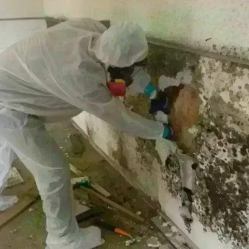 Mold Remediation and Removal in Palo Alto, CA